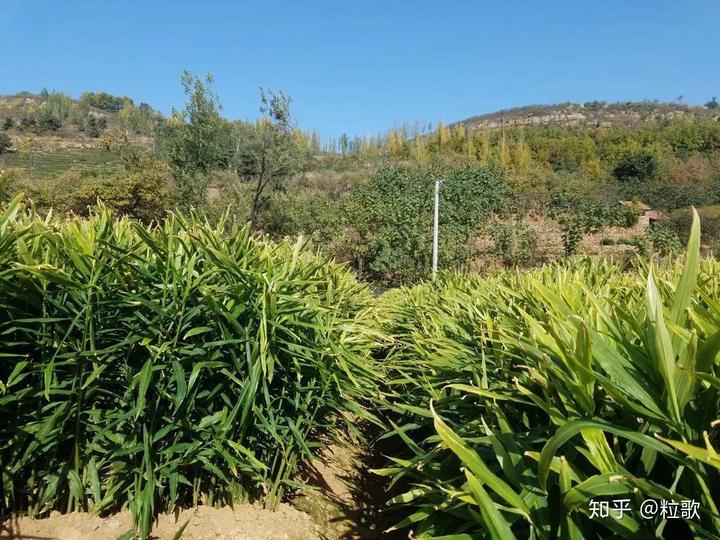 安丘种植生姜 致富_安丘大姜种植技术_安丘生姜产量