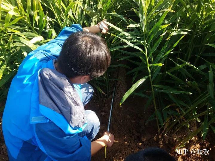 安丘生姜产量_安丘种植生姜 致富_安丘大姜种植技术