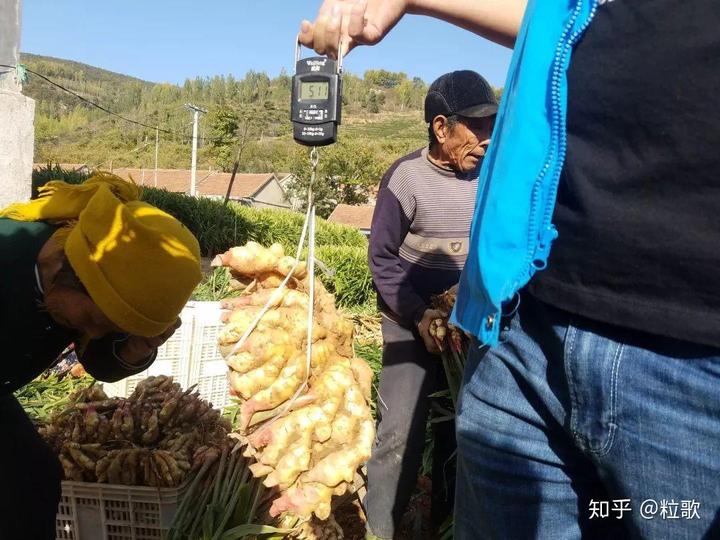 安丘生姜产量_安丘大姜种植技术_安丘种植生姜 致富