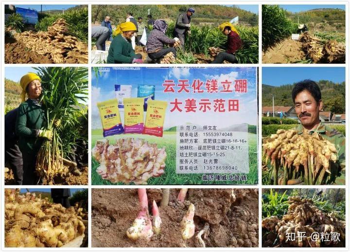 安丘大姜种植技术_安丘种植生姜 致富_安丘生姜产量