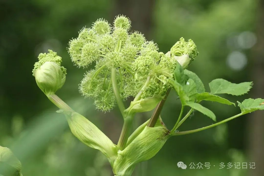 白芷种植技术_种植白芷技术与管理_种植白芷技术要求