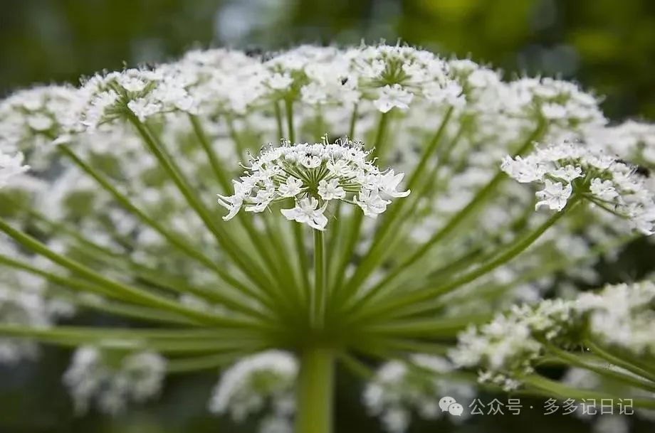 种植白芷技术要求_白芷种植技术_种植白芷技术与管理