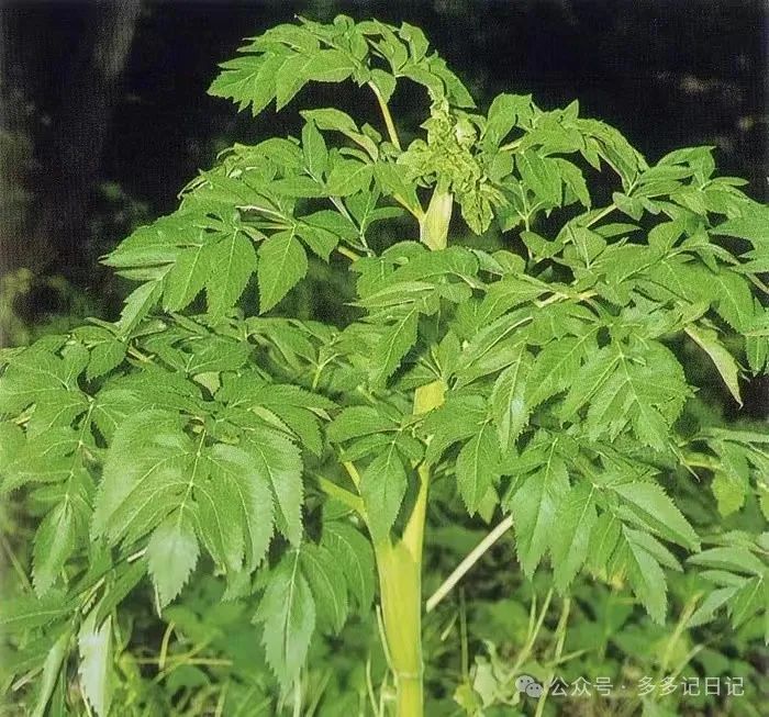 种植白芷技术要求_白芷种植技术_种植白芷技术与管理