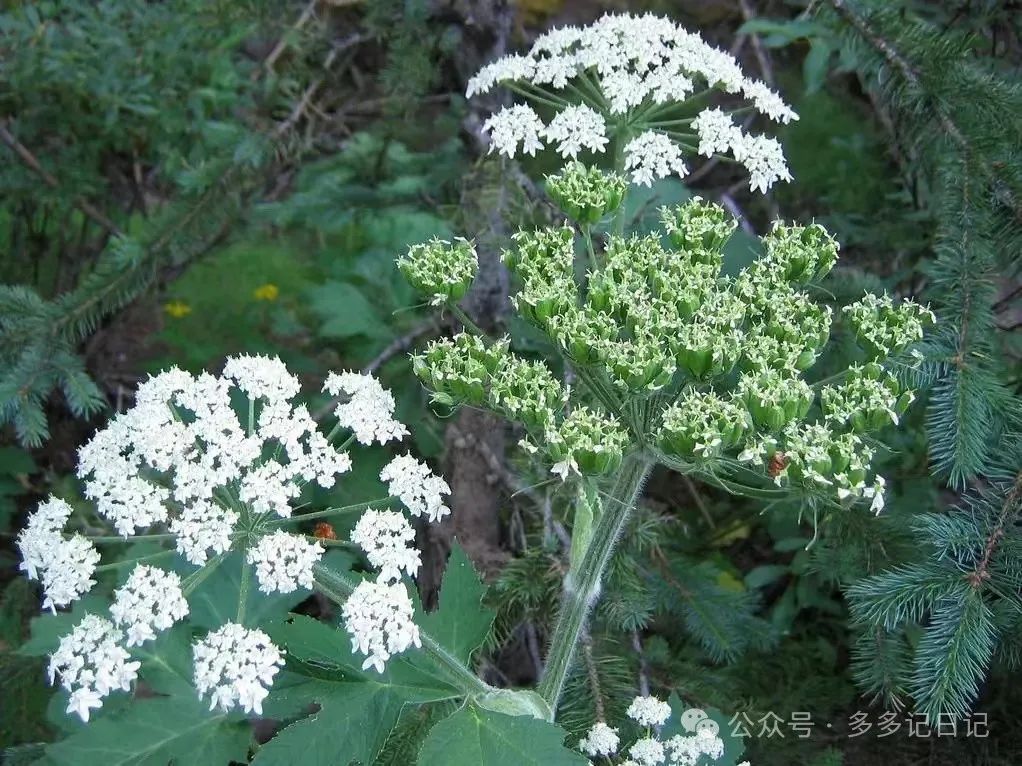 白芷种植技术_种植白芷技术与管理_种植白芷技术要求