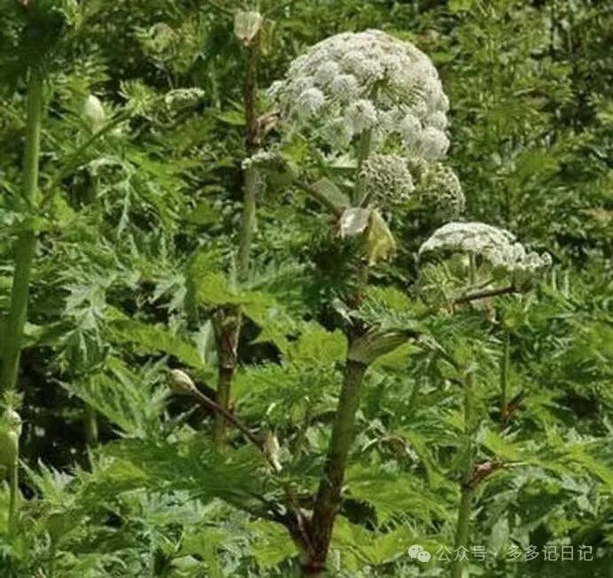 种植白芷技术与管理_种植白芷技术要求_白芷种植技术