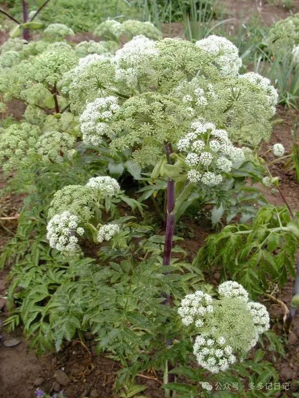 种植白芷技术与管理_种植白芷技术要求_白芷种植技术