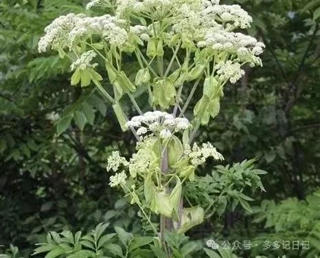 种植白芷技术要求_种植白芷技术与管理_白芷种植技术