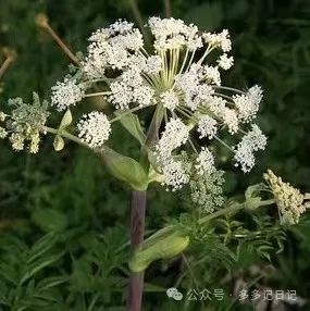 种植白芷技术要求_白芷种植技术_种植白芷技术与管理