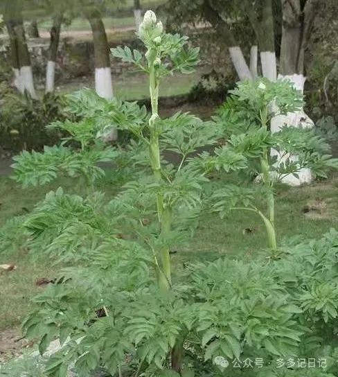 白芷种植技术_种植白芷技术与管理_种植白芷技术要求