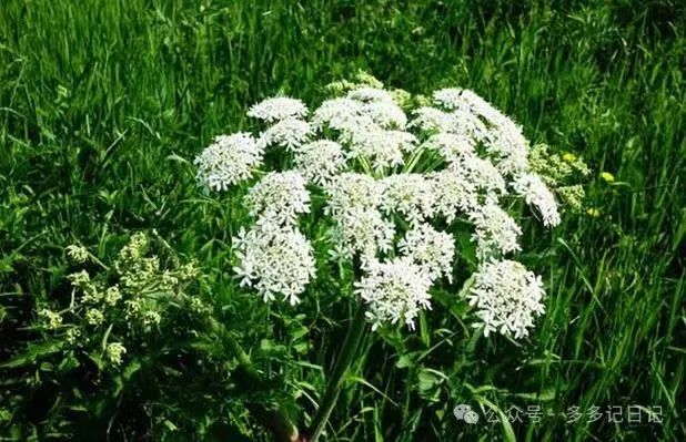 白芷种植技术_种植白芷技术要求_种植白芷技术与管理