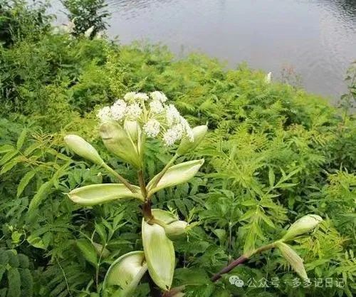 种植白芷技术与管理_白芷种植技术_种植白芷技术要求