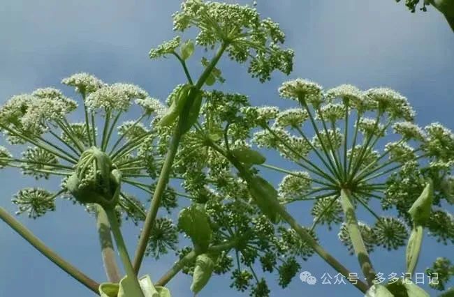 种植白芷技术要求_种植白芷技术与管理_白芷种植技术