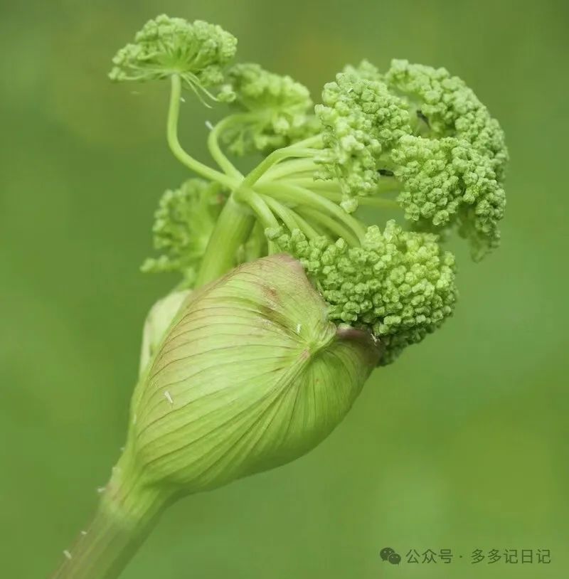 种植白芷技术要求_种植白芷技术与管理_白芷种植技术