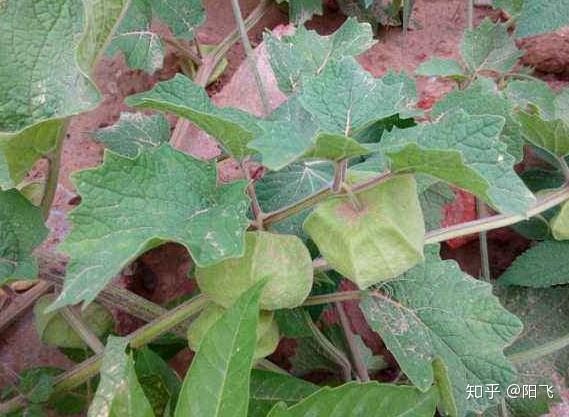 窝笋种植致富_窝笋栽培技术_窝笋种植利润