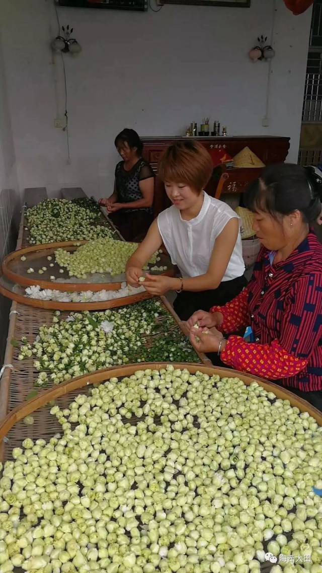 致富种植仙茅怎么样_仙茅种植致富_仙茅的种植