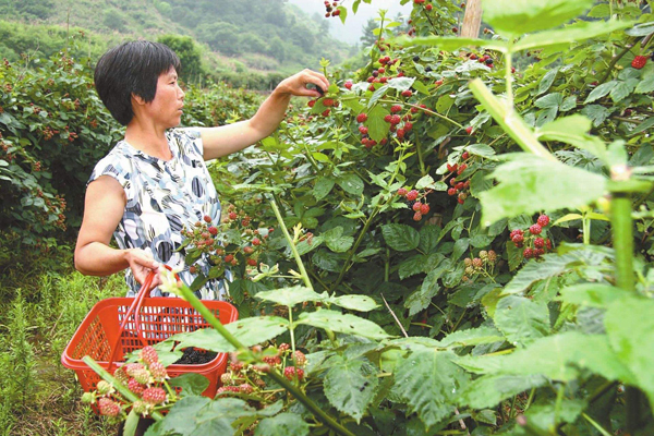 树莓北方能种植吗？树莓种植条件和区域