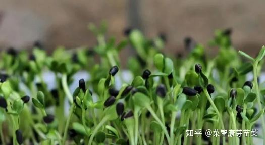 窝笋种植利润_窝笋栽培技术_窝笋种植致富