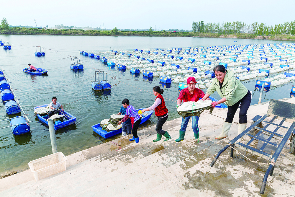 养殖销路水蛭技术视频_水蛭养殖前景和销路_水蛭养殖技术与销路