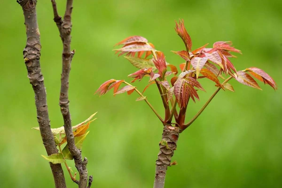 北方香椿树什么时候种植_北方种植香椿技术要求_北方 香椿 种植技术