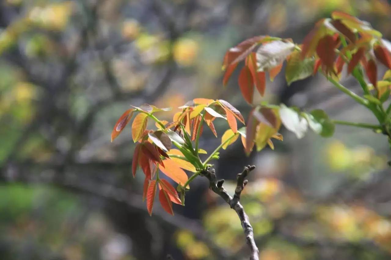 北方香椿树什么时候种植_北方种植香椿技术要求_北方 香椿 种植技术