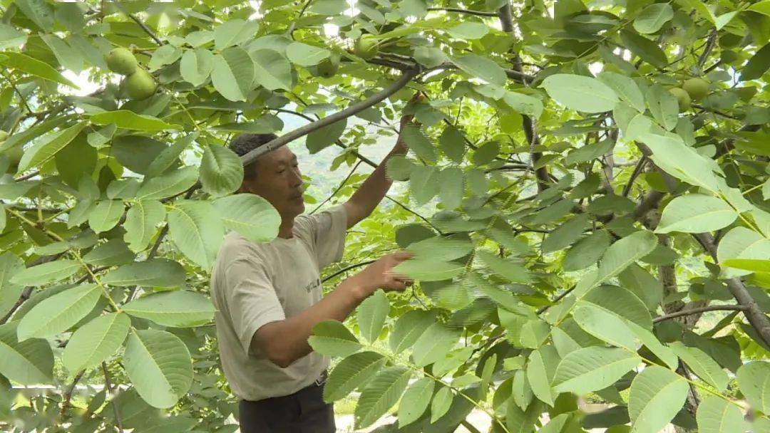 核桃致富经_种植核桃增收致富_核桃致富报道