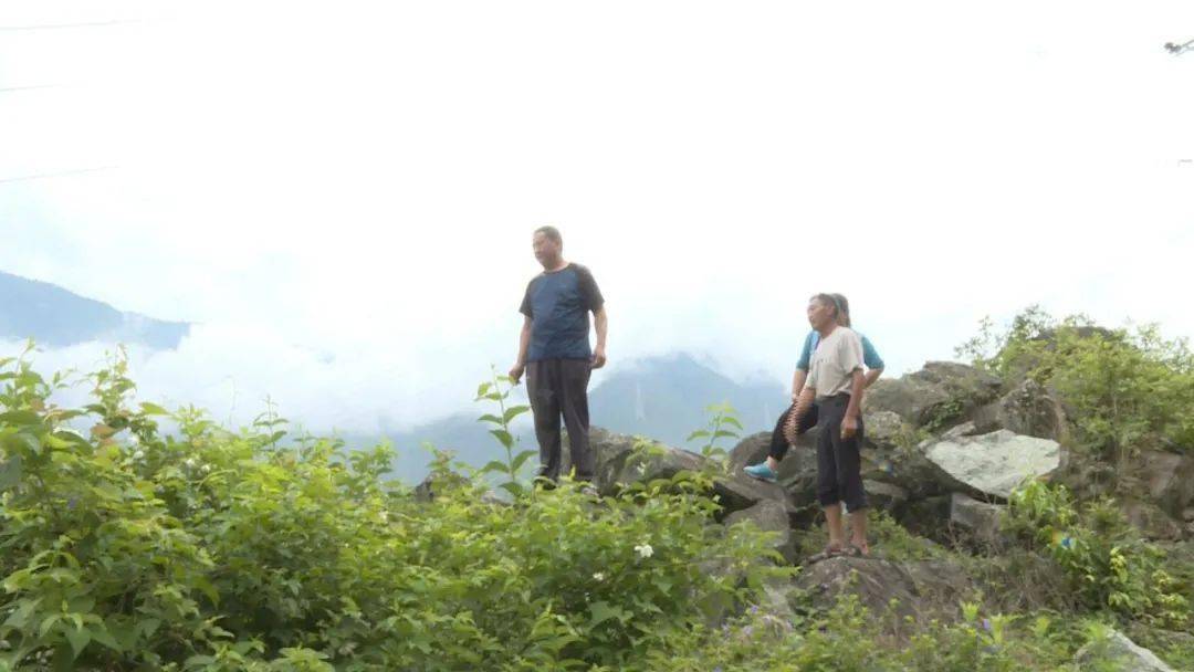 核桃致富经_种植核桃增收致富_核桃致富报道