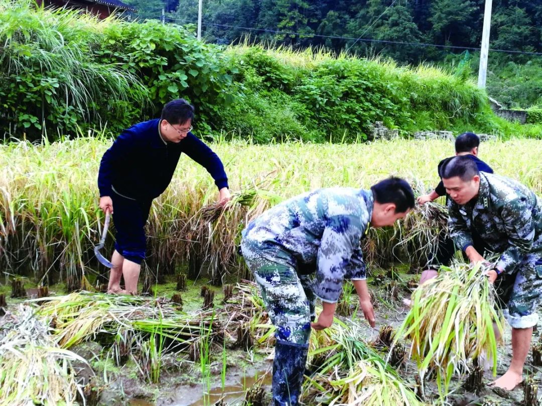 仙茅种植及每亩产量_致富种植仙茅图片_仙茅种植致富