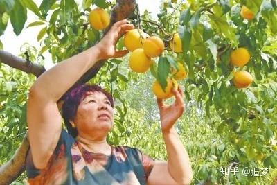 致富种植金果视频_致富金果种植_金果种植育苗总基地