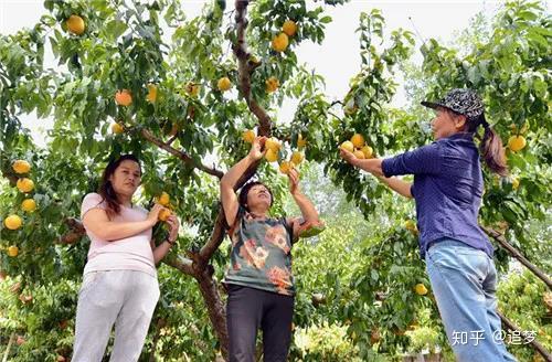 致富金果种植_金果种植育苗总基地_致富种植金果视频