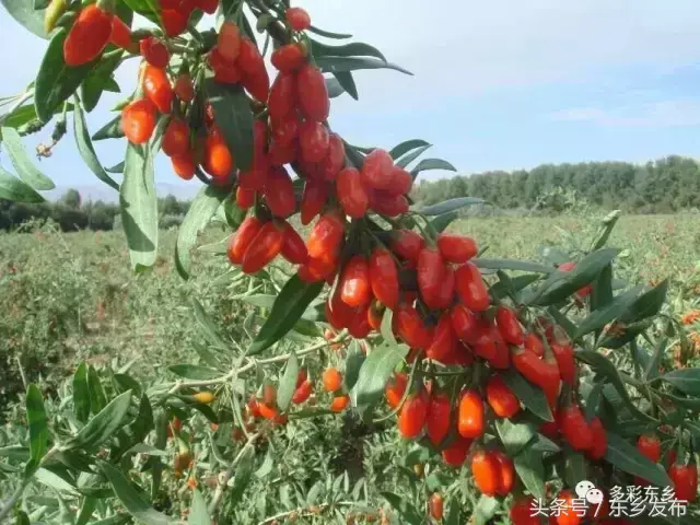 黑枸杞子种植_黑枸杞种植致富_种植黑枸杞前景如何