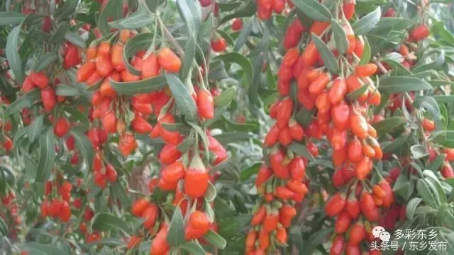 黑枸杞种植致富_黑枸杞子种植_种植黑枸杞前景如何