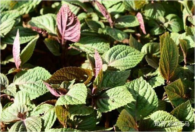 香料致富种植技术视频_香料种植致富_香料种植技术