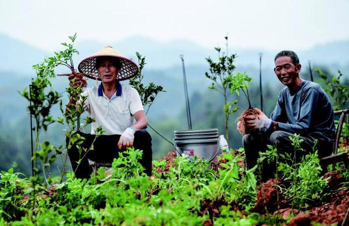 一地多收，油茶树下飘出“白芷香”