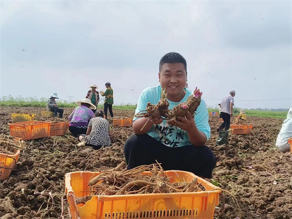 河南桐柏：中药材成为农民增收致富的“香饽饽”