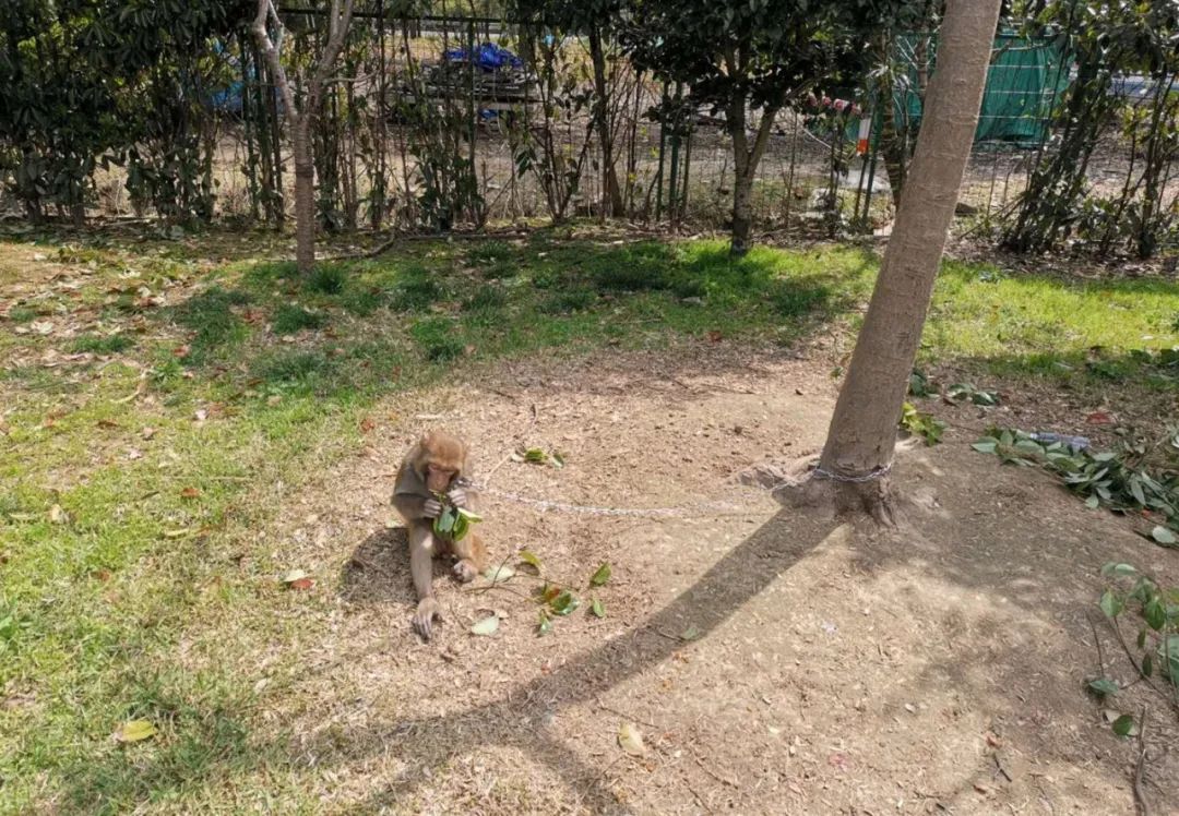 养海龟的视频_养殖海龟需要什么手续_海龟养殖技术视频