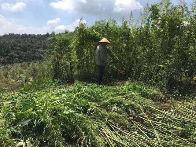 我在云南种大麻：从无人问津到疯狂圈地只有一夜之间丨棱镜