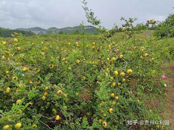 金果种植育苗总基地_致富金果种植_种植黄金果致富