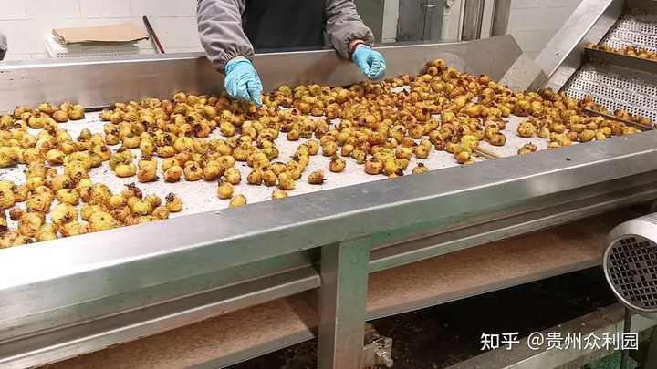 种植黄金果致富_致富金果种植_金果种植育苗总基地