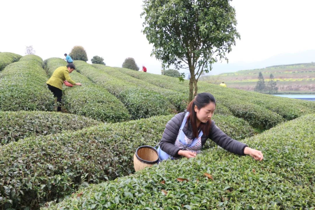 种植豇豆赚钱吗_豇豆种植利润_种植豇豆致富案例