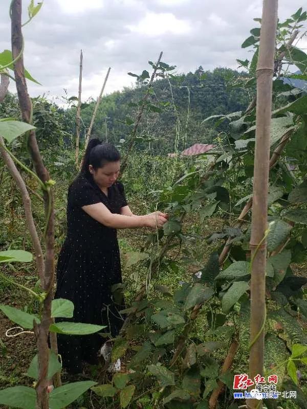 豇豆种植利润_农广天地种植豇豆技术视频_种植豇豆致富案例