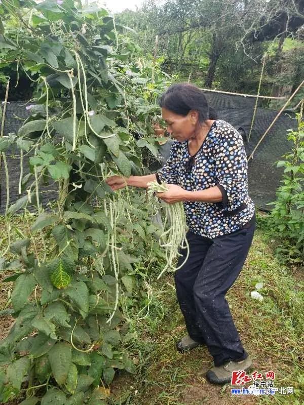 豇豆种植利润_农广天地种植豇豆技术视频_种植豇豆致富案例