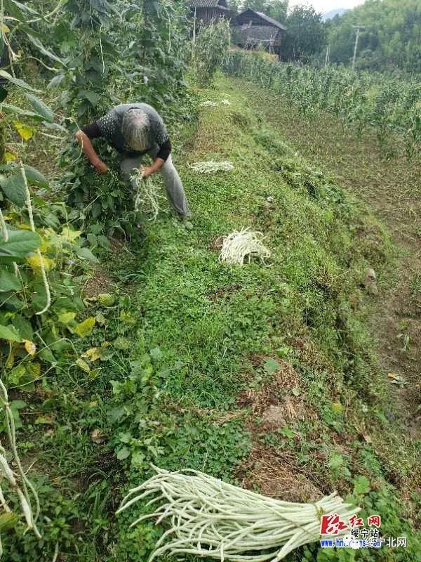 豇豆种植利润_种植豇豆致富案例_农广天地种植豇豆技术视频