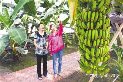 温室大棚香蕉树种植技术