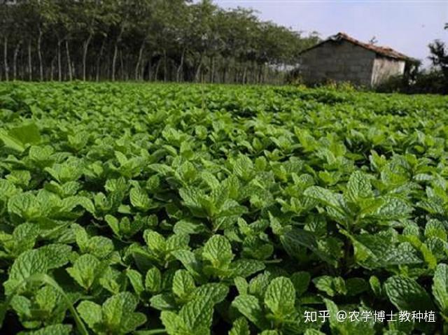 香料种植致富_香料致富种植技术视频_香料致富种植方案