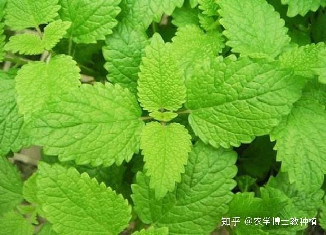 香料种植致富_香料致富种植技术视频_香料致富种植方案