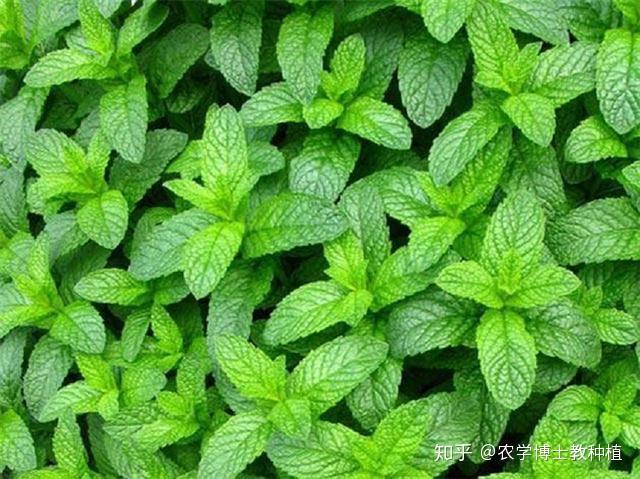 香料致富种植技术视频_香料致富种植方案_香料种植致富