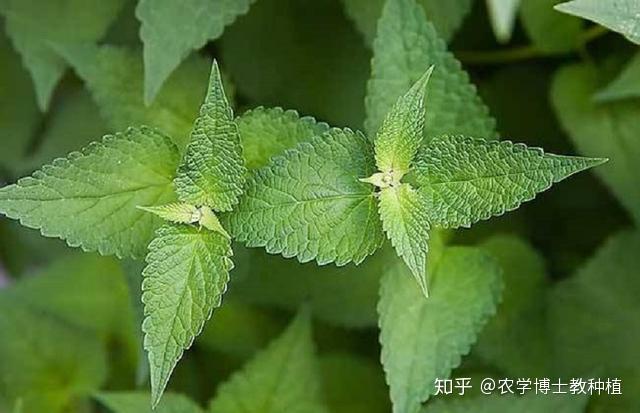 香料致富种植方案_香料种植致富_香料致富种植技术视频