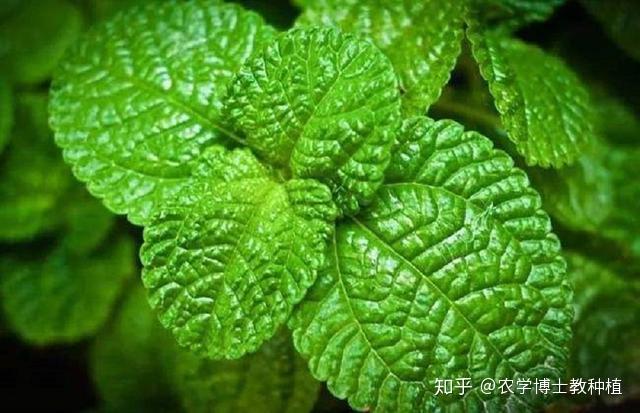 香料致富种植方案_香料致富种植技术视频_香料种植致富