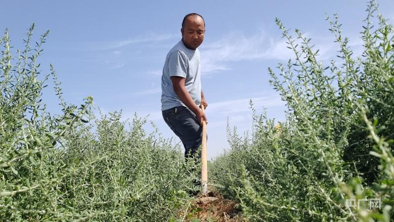 黑枸杞种植致富_黑枸杞子种植_种植黑枸杞多少钱一斤