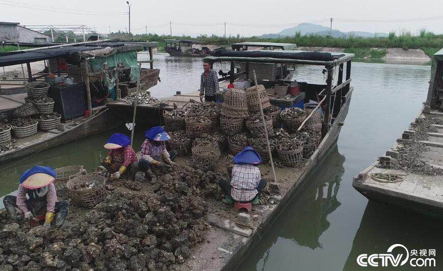 致富经生蚝养_养生蚝投资大吗_养生蚝视频